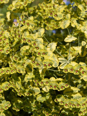 Euphorbia martini | Euphorbe de Martin, un arbuste nain à feuilles étroites gris-vert à vert-jaune avec un oeil marron rouge sur tiges rougeâtre