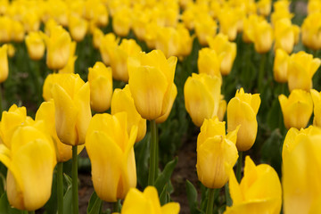 Fototapeta premium tulips in a flower bed