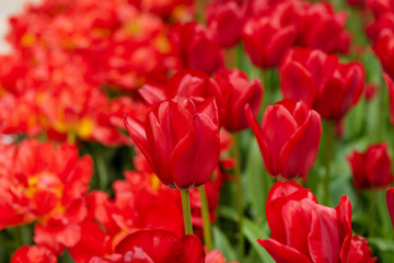 tulips in a flower bed