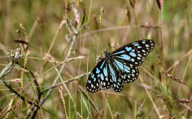 black swallowtail butterfly