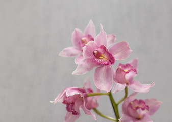pink cymbidium flowers (orchids) on a light background