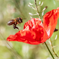 Macrophotography of insect
Macrophotographie d'insecte