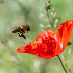 Macrophotography of insect
Macrophotographie d'insecte