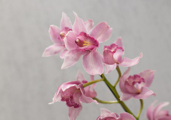 Fototapeta na wymiar pink cymbidium flowers (orchids) on a light background