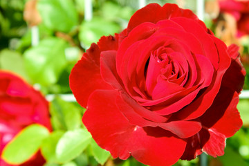 Red rose flower on a green foliage background. Flower of love in the sun. Macro, soft background