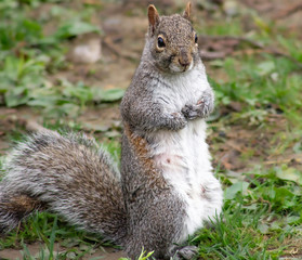 Obraz premium Squirrel Contemplating How To get Goodies From The Bird Feeder.