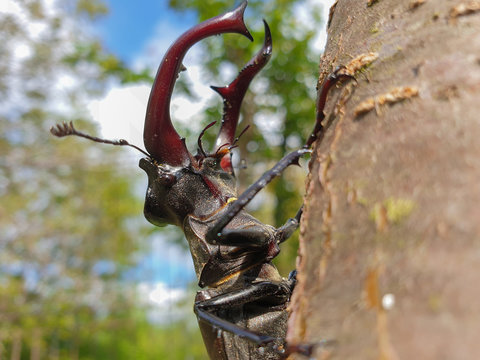 Male European stag beetle insect on tree branch