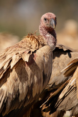 vulture in the wild
