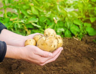 Farmer holds freshly picked potatoes in the field. Harvesting, harvest. Organic vegetables. Agriculture and farming. Potato. Selective focus.