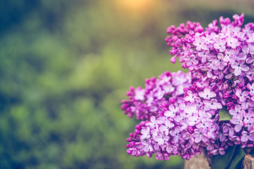 Common purple lilac  Syringa vulgaris spring background