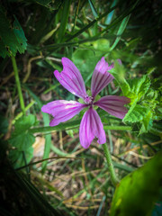 fiore viola