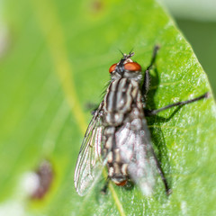 Macrophotography of insect
Macrophotographie d'insecte