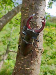 Male European stag beetle insect on tree branch