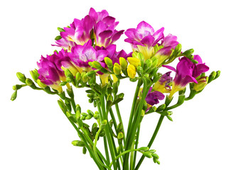 Pink and yellow freesia flowers in a bouquet