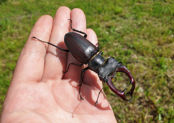 Large male European stag beetle insect in hand