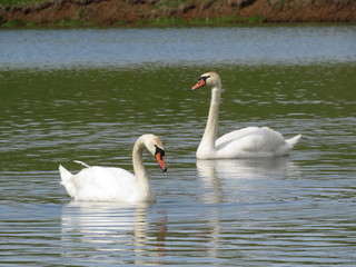 A couple of wet swans on the lake