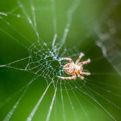 Macrophotography of insect
Macrophotographie d'insecte