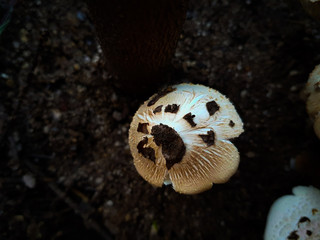 Hongo blanco en oscuras