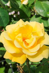 Yellow rose blooms in the park. Romantic rose flowers in the bright sun. Decorative fence, flower arch, decoration for wedding, birthday, garden and park