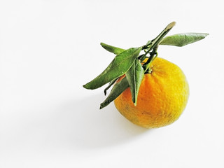A tasty yellow fruit, it's the bergamot.
