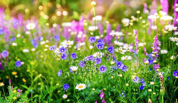 Vibrant little wild meadow flowers and green grass