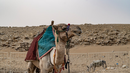 Fototapeta premium Camel near The Pyramid of Djoser or Djeser and Zoser, or Step Pyramid is an archaeological remain in the Saqqara necropolis, Egypt, northwest of the city of Memphis.