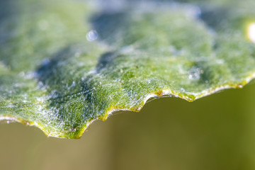 Macro view of green fluffy leaf with water drops on it. 