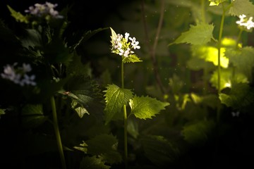 White dead-nettle, Lamium album, weed blooming close-up. Magic herb  from a fairy tale concept. 