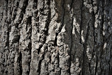 Oak tree bark close up  view. 