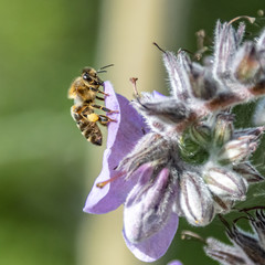 Macrophotography of insect
Macrophotographie d'insecte