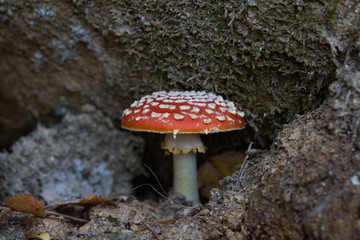Grzyb muchomor czerwony, Amanita muscaria © Joanna