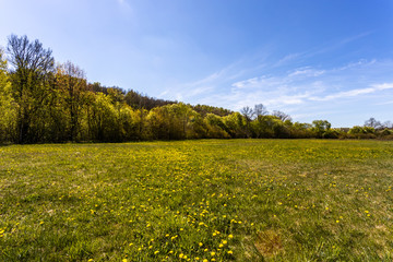 Lituania spring landscape with dandelions on meadow. 