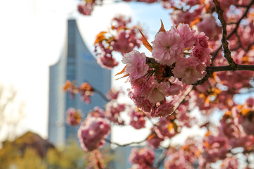 Japanese cherry in the center of Leipzig, Saxony