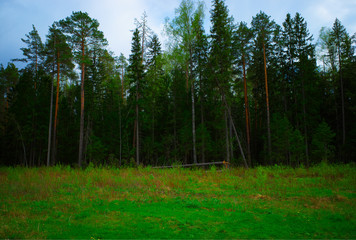 Summer forest in detail background