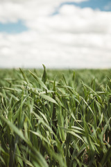 Farmers crops growing in a large field during a bright springs day.