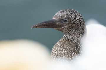 Portrait of juvenile northern gannet (Morus bassanus) sitting between blurry adult gannets