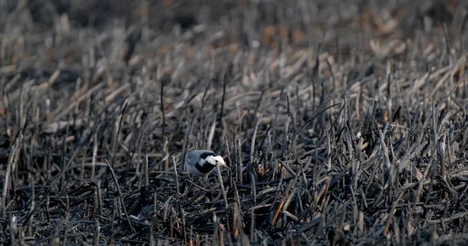White wagtail or Motacilla alba walk alone in burned field, global warming and wildfire problems