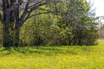 Lituania spring landscape with dandelions on meadow. 