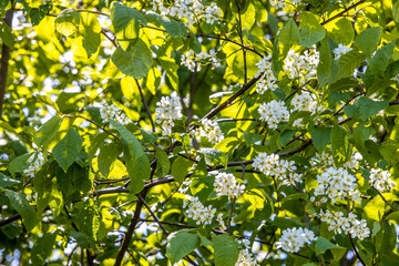 Close-up view of beautiful blooming bird cherry tree with tender white flowers and blurred background. 