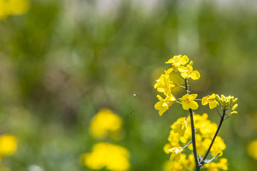 Rape flowers close-up with blurred background on nature in spring. Some insects flyers flying around rape blossoms.  Growing blossoming rape, soft focus, copy space. 