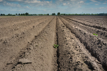 Drought: pattern of ridges and furrows in a dry sandy field prepared for cultivation of potatoes...