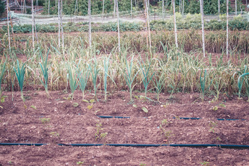 Vegetable garden planted with different vegetables on cultivated land.