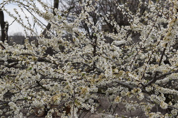 Blooming tree