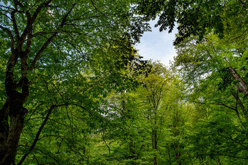 Fototapeta na wymiar Trees in the forest