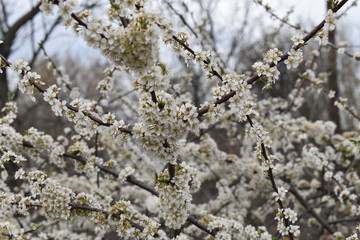 Blooming tree