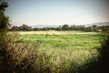 Green field expanse with blue mountains in background.