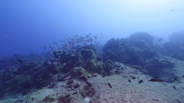 group of fish sea breams underwater  swimming ovean scenery of fish slow