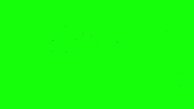 Clear flying in screen flock of the birds Green screen element