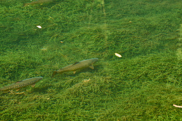 green grass on a meadow Brown trout (Salmo trutta)