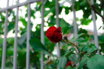 The bud is a red rose. Love flower on a branch of a bush, decoration for weddings, flower arches, landscape design, macro photo, close shooting